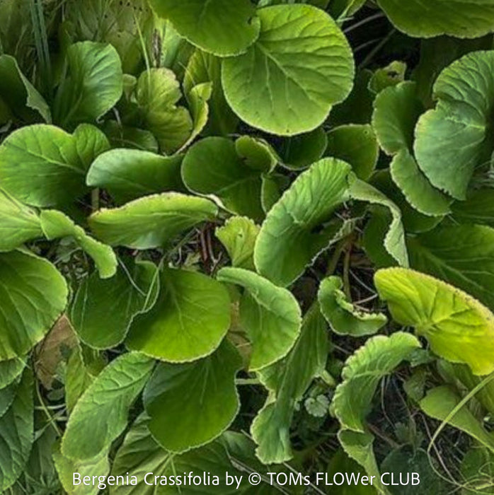 Bergenia crassifolia, evergreen, low maintenance, hardy Perennial with Bold rose Foliage, Elephant’s Ears, Siberian Tea Plant, organically grown outdoor garden plants for sale at TOMs FLOWer CLUB