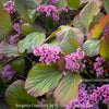 Bergenia crassifolia, evergreen, low maintenance, hardy Perennial with Bold rose Foliage, Elephant’s Ears, Siberian Tea Plant, organically grown outdoor garden plants for sale at TOMs FLOWer CLUB
