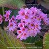 Bergenia crassifolia, evergreen, low maintenance, hardy Perennial with Bold rose Foliage, Elephant’s Ears, Siberian Tea Plant, organically grown outdoor garden plants for sale at TOMs FLOWer CLUB