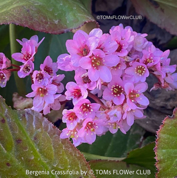 Bergenia crassifolia, evergreen, low maintenance, hardy Perennial with Bold rose Foliage, Elephant’s Ears, Siberian Tea Plant, organically grown outdoor garden plants for sale at TOMs FLOWer CLUB