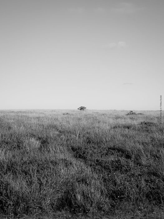 BLACK & WHITE Hasselblad photo art by Swiss photographer TOMas Rodak for sale at TOMs FLOWer CLUB, limited edition, Cornwall landscape. 