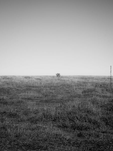 BLACK & WHITE Hasselblad photo art by Swiss photographer TOMas Rodak for sale at TOMs FLOWer CLUB, limited edition, Cornwall landscape. 