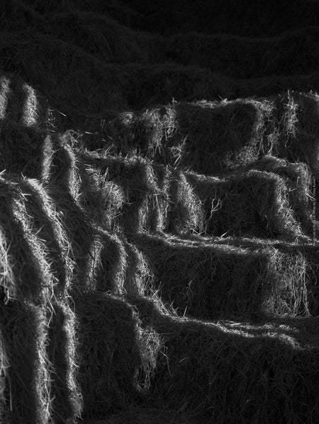 BLACK & WHITE Hasselblad photo art by Swiss photographer TOMas Rodak for sale at TOMs FLOWer CLUB, limited edition, Cornwall landscape, country life