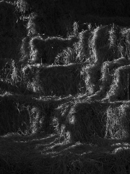 BLACK & WHITE Hasselblad photo art by Swiss photographer TOMas Rodak for sale at TOMs FLOWer CLUB, limited edition, Cornwall landscape, country life