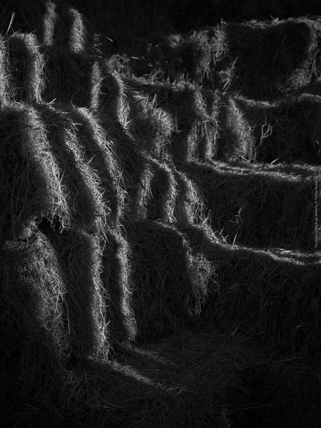 BLACK & WHITE Hasselblad photo art by Swiss photographer TOMas Rodak for sale at TOMs FLOWer CLUB, limited edition, Cornwall landscape, country life