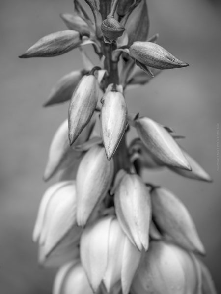 BLACK & WHITE Hasselblad photo art by Swiss photographer TOMas Rodak for sale at TOMs FLOWer CLUB, limited edition, flowers of Yucca Filamentosa