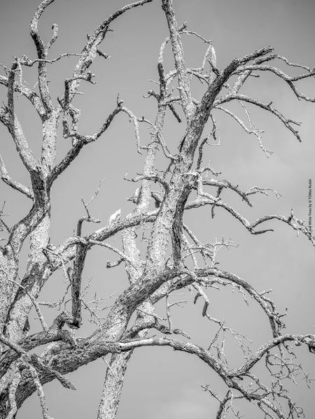 BLACK & WHITE Hasselblad photo art by Swiss photographer TOMas Rodak for sale at TOMs FLOWer CLUB, limited edition, trees, Bodensee, Lake of Constance