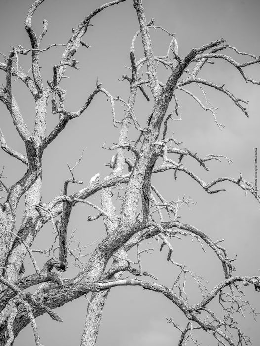 BLACK & WHITE Hasselblad photo art by Swiss photographer TOMas Rodak for sale at TOMs FLOWer CLUB, limited edition, trees, Bodensee, Lake of Constance