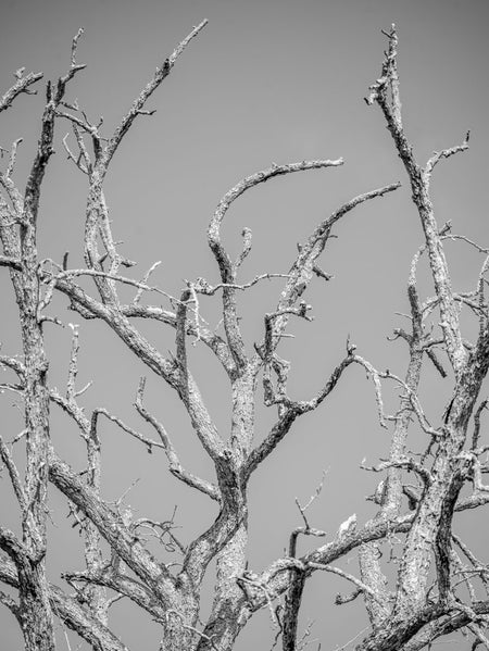 BLACK & WHITE Hasselblad photo art by Swiss photographer TOMas Rodak for sale at TOMs FLOWer CLUB, limited edition, trees, Bodensee, Lake of Constance