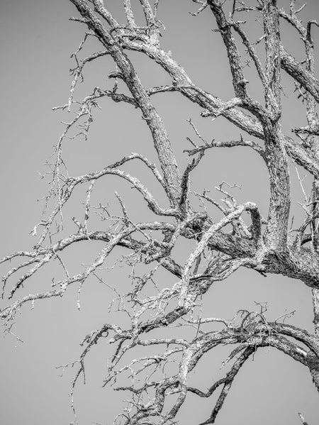 BLACK & WHITE Hasselblad photo art by Swiss photographer TOMas Rodak for sale at TOMs FLOWer CLUB, limited edition, trees, Bodensee, Lake of Constance