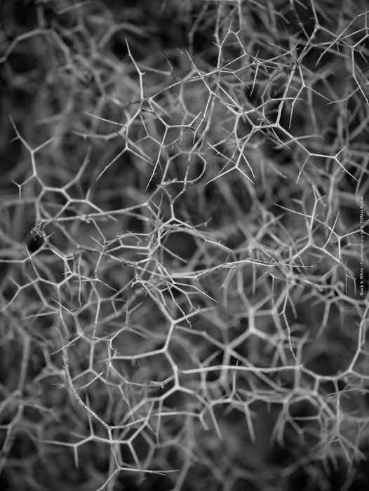 BLACK & WHITE Hasselblad photo art by Swiss photographer TOMas Rodak for sale at TOMs FLOWer CLUB, limited edition, gras structures, contemporary