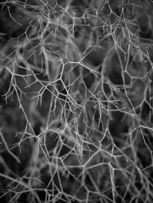 BLACK & WHITE Hasselblad photo art by Swiss photographer TOMas Rodak for sale at TOMs FLOWer CLUB, limited edition, gras structures, contemporary