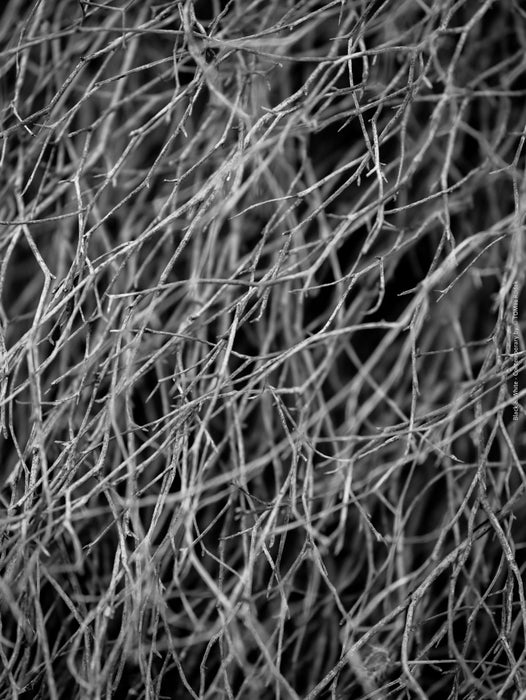 BLACK & WHITE Hasselblad photo art by Swiss photographer TOMas Rodak for sale at TOMs FLOWer CLUB, limited edition, gras structures, contemporary