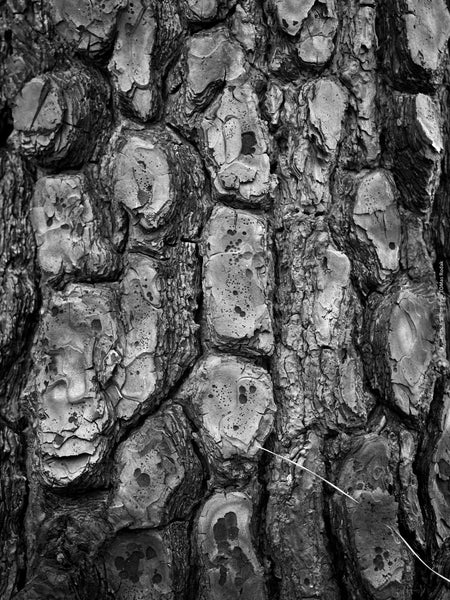 BLACK & WHITE Hasselblad photo art by Swiss photographer TOMas Rodak for sale at TOMs FLOWer CLUB, limited edition, tree burn wood structures, contemporary