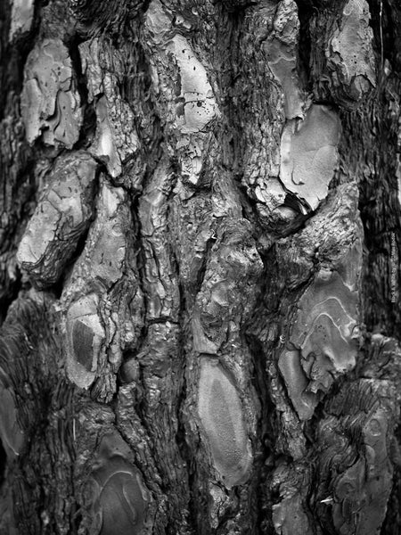 BLACK & WHITE Hasselblad photo art by Swiss photographer TOMas Rodak for sale at TOMs FLOWer CLUB, limited edition, tree burn wood structures, contemporary