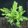Blechnum Gibbum - Dwarf Tree Fern - Silver Lady Fern for sale at TOMs FLOWer CLUB with elegant green fern like leaves.