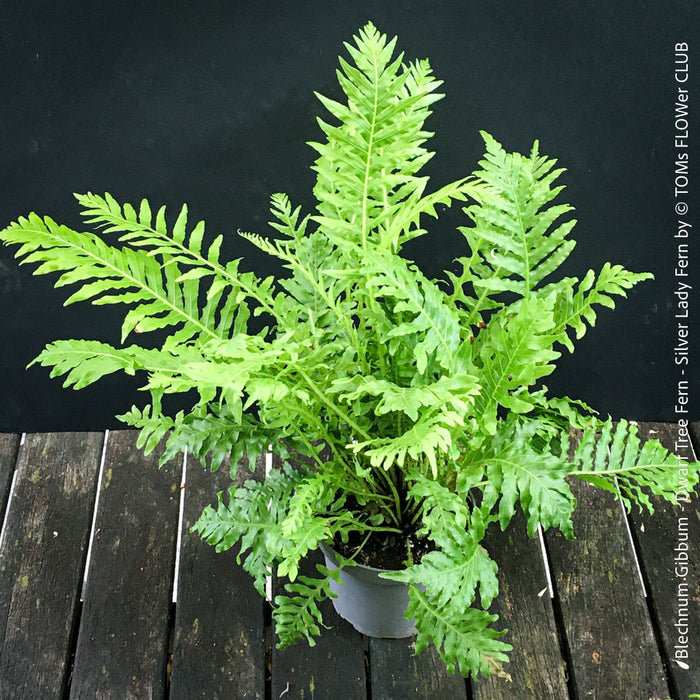 Blechnum Gibbum - Dwarf Tree Fern - Silver Lady Fern for sale at TOMs FLOWer CLUB with elegant green fern like leaves.