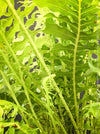 Blechnum Gibbum - Dwarf Tree Fern - Silver Lady Fern for sale at TOMs FLOWer CLUB with elegant green fern like leaves.