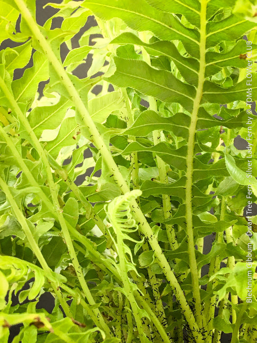 Blechnum Gibbum - Dwarf Tree Fern - Silver Lady Fern for sale at TOMs FLOWer CLUB with elegant green fern like leaves.