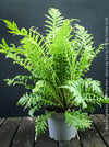 Blechnum Gibbum - Dwarf Tree Fern - Silver Lady Fern for sale at TOMs FLOWer CLUB with elegant green fern like leaves.
