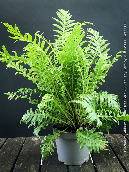 Blechnum Gibbum - Dwarf Tree Fern - Silver Lady Fern for sale at TOMs FLOWer CLUB with elegant green fern like leaves.