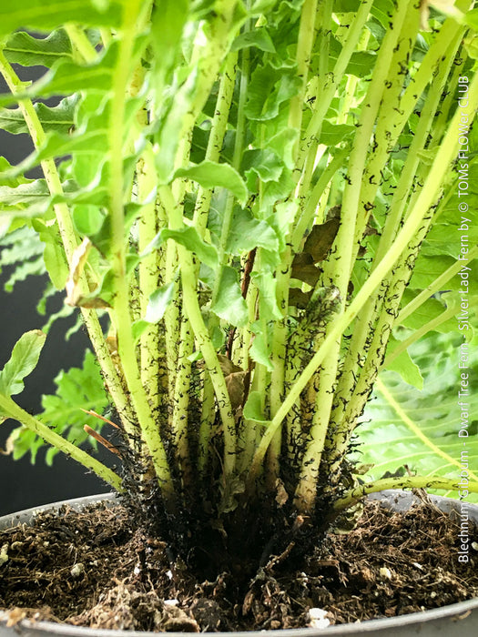Blechnum Gibbum - Dwarf Tree Fern - Silver Lady Fern for sale at TOMs FLOWer CLUB with elegant green fern like leaves.