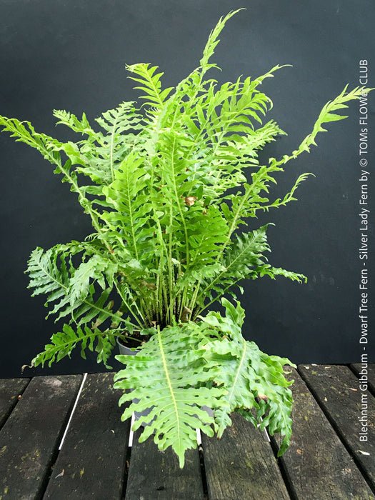 Blechnum Gibbum - Dwarf Tree Fern - Silver Lady Fern for sale at TOMs FLOWer CLUB with elegant green fern like leaves.