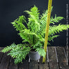 Blechnum Gibbum - Dwarf Tree Fern - Silver Lady Fern for sale at TOMs FLOWer CLUB with elegant green fern like leaves.