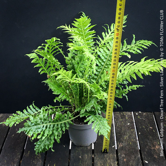 Blechnum Gibbum - Dwarf Tree Fern - Silver Lady Fern for sale at TOMs FLOWer CLUB with elegant green fern like leaves.