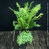 Blechnum Gibbum - Dwarf Tree Fern - Silver Lady Fern for sale at TOMs FLOWer CLUB with elegant green fern like leaves.