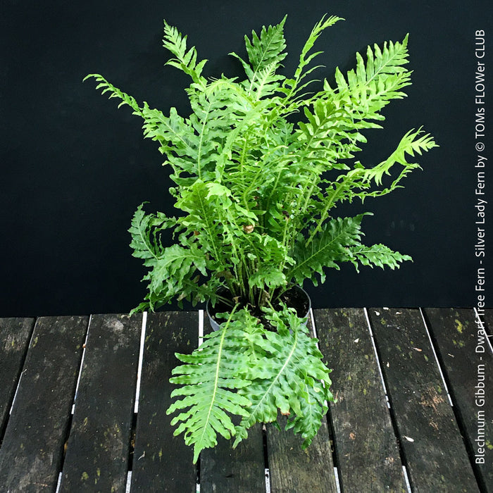 Blechnum Gibbum - Dwarf Tree Fern - Silver Lady Fern for sale at TOMs FLOWer CLUB with elegant green fern like leaves.
