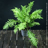 Blechnum Gibbum - Dwarf Tree Fern - Silver Lady Fern for sale at TOMs FLOWer CLUB with elegant green fern like leaves.