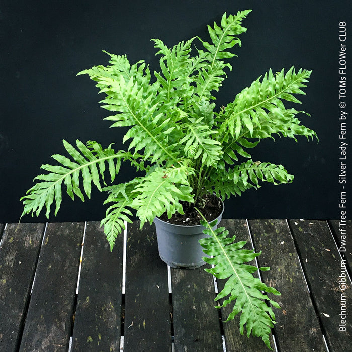 Blechnum Gibbum - Dwarf Tree Fern - Silver Lady Fern for sale at TOMs FLOWer CLUB with elegant green fern like leaves.