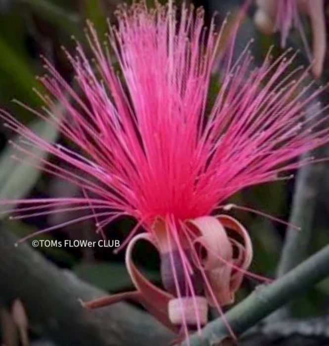 red flowering Bombax Ellipticum, shaving brush tree, cotton tree, organically grown tropical plants for sale at TOMs FLOWer CLUB.