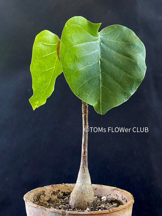 Bombax Ellipticum, shaving brush tree, cotton tree, organically grown tropical plants for sale at TOMs FLOWer CLUB.