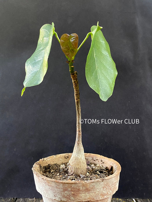 Bombax Ellipticum, shaving brush tree, cotton tree, organically grown tropical plants for sale at TOMs FLOWer CLUB.