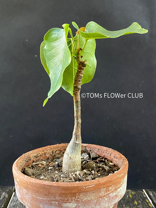 Bombax Ellipticum, shaving brush tree, cotton tree, organically grown tropical plants for sale at TOMs FLOWer CLUB.