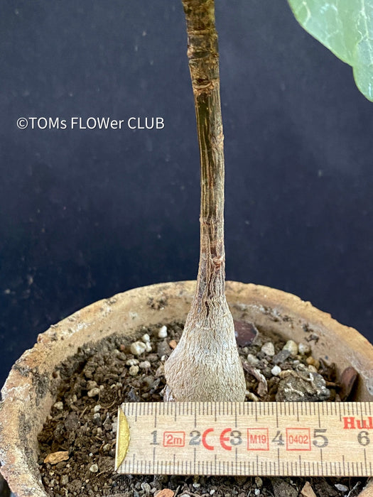 Bombax Ellipticum, shaving brush tree, cotton tree, organically grown tropical plants for sale at TOMs FLOWer CLUB.