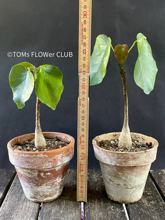 Bombax Ellipticum, shaving brush tree, cotton tree, organically grown tropical plants for sale at TOMs FLOWer CLUB.