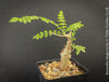 Boswellia Neglecta - Black Frankincense Tree for sale at TOMs FLOWer CLUB. in Zurich, Switzerland.