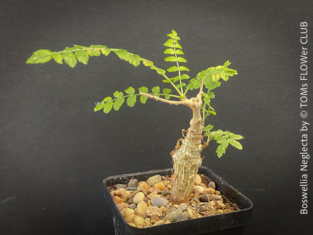 Boswellia Neglecta - Black Frankincense Tree for sale at TOMs FLOWer CLUB. in Zurich, Switzerland.