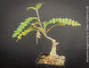Boswellia Neglecta - Black Frankincense Tree for sale at TOMs FLOWer CLUB. in Zurich, Switzerland.