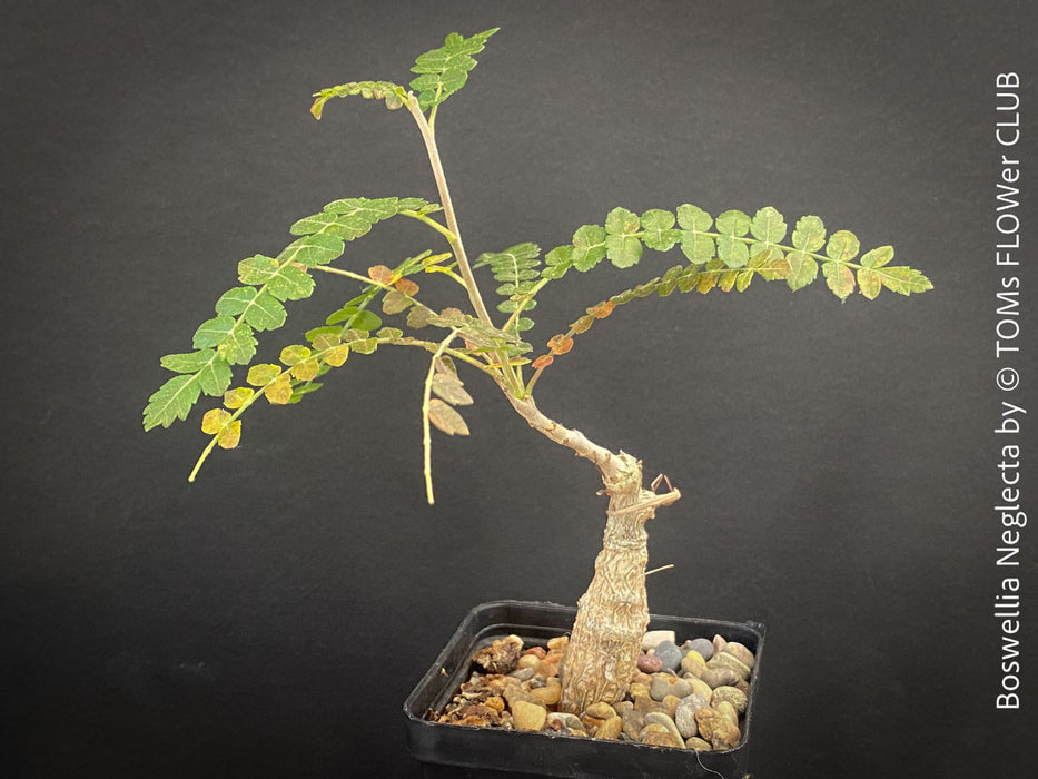 Boswellia Neglecta - Black Frankincense Tree for sale at TOMs FLOWer CLUB. in Zurich, Switzerland.