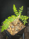 Boswellia Neglecta - Black Frankincense Tree for sale at TOMs FLOWer CLUB. in Zurich, Switzerland.