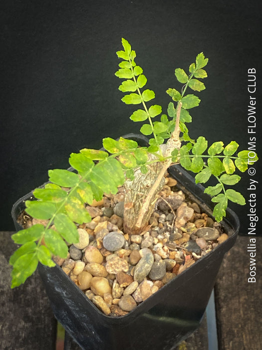 Boswellia Neglecta - Black Frankincense Tree for sale at TOMs FLOWer CLUB. in Zurich, Switzerland.