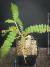 Boswellia Neglecta - Black Frankincense Tree for sale at TOMs FLOWer CLUB. in Zurich, Switzerland.