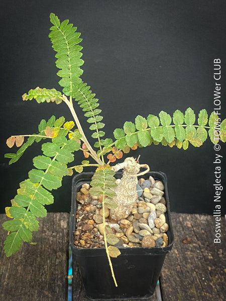 Boswellia Neglecta - Black Frankincense Tree for sale at TOMs FLOWer CLUB. in Zurich, Switzerland.