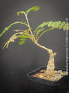 Boswellia Neglecta - Black Frankincense Tree for sale at TOMs FLOWer CLUB. in Zurich, Switzerland.