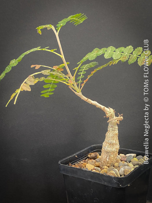 Boswellia Neglecta - Black Frankincense Tree for sale at TOMs FLOWer CLUB. in Zurich, Switzerland.