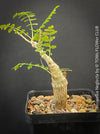 Boswellia Neglecta - Black Frankincense Tree for sale at TOMs FLOWer CLUB. in Zurich, Switzerland.